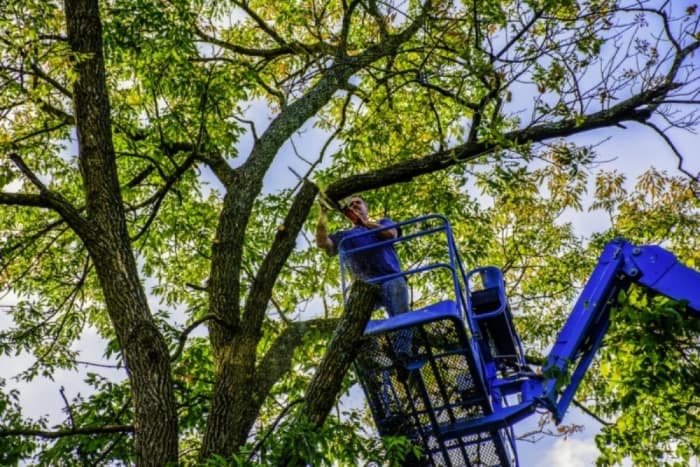 professional affordable tree services